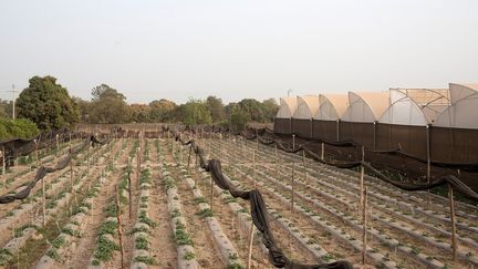 L'agriculture représente 35% du PIB du Mali, mais l'augmentation des températures associée à la diminution des précipitations ont rendu les réserves d'eau précaires et diminué considérablement la superficie des terres arables. Le changement climatique est l'une des principales causes des déplacements de population. Il menace 80% des Maliens, entraînant pauvreté, famine et affrontements meurtriers entre les communautés.&nbsp; &nbsp; (ANNIE RISEMBERG / REUTERS)