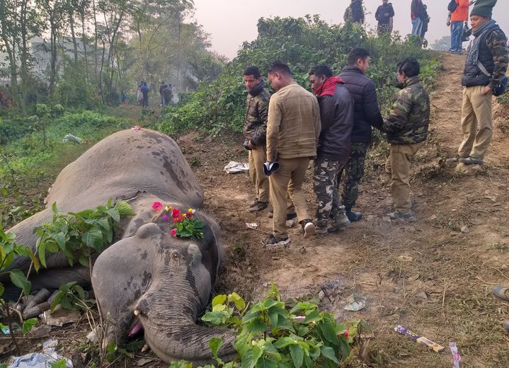 L'un des éléphants percutés, le 11 décembre 2019 à Batasi, dans l'est de l'Inde. (AFP)