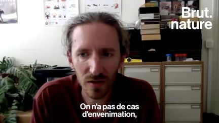 Réputé pour être dangereux pour l’homme, le frelon asiatique est également connu pour les problèmes qu’il cause aux abeilles. Brut vous explique tout ce qu’il faut savoir sur ces insectes tant redoutés.