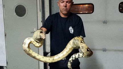 Un sapeur-pompier a captur&eacute; un boa constricteur, retrouv&eacute; dans une maison &agrave; La Rochelle (Charente-Maritime), le 23 ao&ucirc;t 2015. (SDIS)