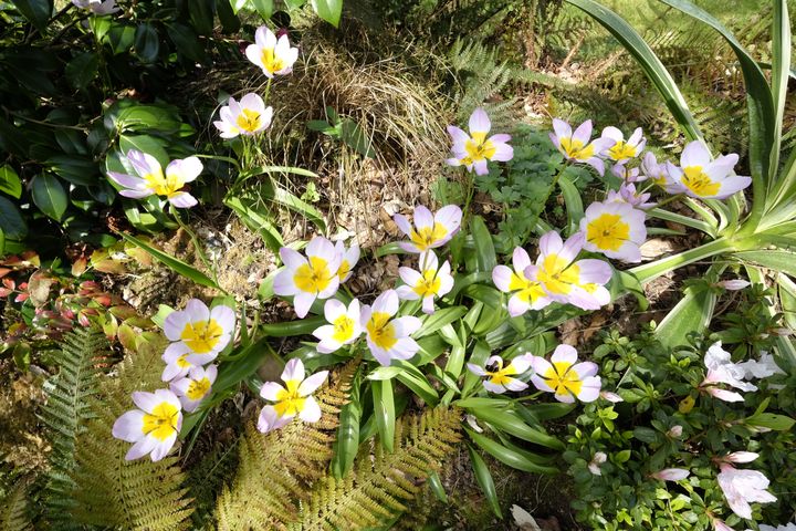 Tulipe de Crète (Tulipa saxatilis).&nbsp; (ISABELLE MORAND / DIDIER HIRSCH / RADIO FRANCE / FRANCE INFO)