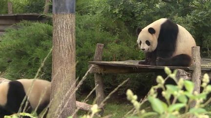 Animaux : un panda géant quitte le zoo de Beauval pour aller se reproduire en Chine