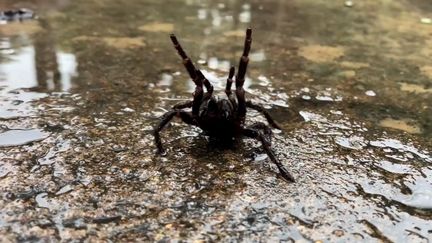 Une mygale Atrax robustus, considérée comme l'araignée la plus dangereuse pour l'homme, photographiée dans la région de Sydney (Australie). (AUSTRALIAN REPTILE PARK (VIA STORYFUL))