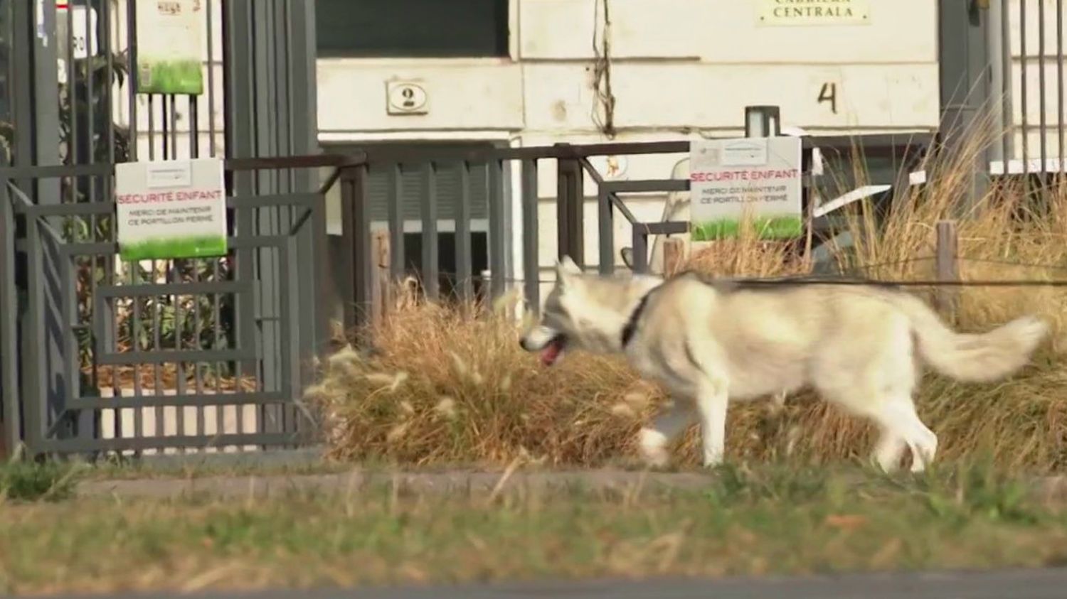 Animaux : les chiens souffrent aussi de la chaleur