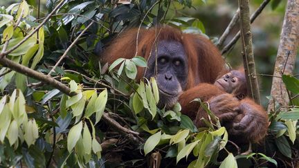 Une orang-outan et son petit en voie de disparition en Indonésie en avril 2013. (ROMEO GACAD / AFP)