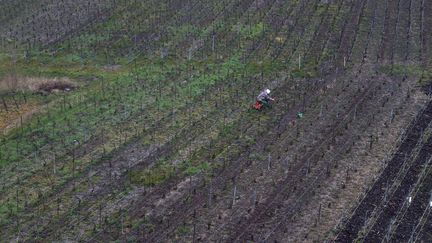 Des vignes de champagne près de Reims (Marne), le 30 mars 2016. (MAXPPP)