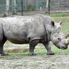 Après la mort de Vince, un rhinocéros du zoo de Thoiry (Yvelines), lundi 6mars, les enquêteurs sont lancés dans une course contre la montre pour élucider une affaire "compliquée" et retrouver sa corne sciée et volée lors de cette attaque inédite en Europe. (MUSTAFA YALCIN / ANADOLU AGENCY / AFP)