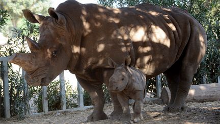 &nbsp; (Les cornes des rhinocéros sont très prisées sur le marché noir asiatique, où elles se négocient à prix d'or pour leurs supposées vertus curatives. Photo d'illustration © Maxppp)