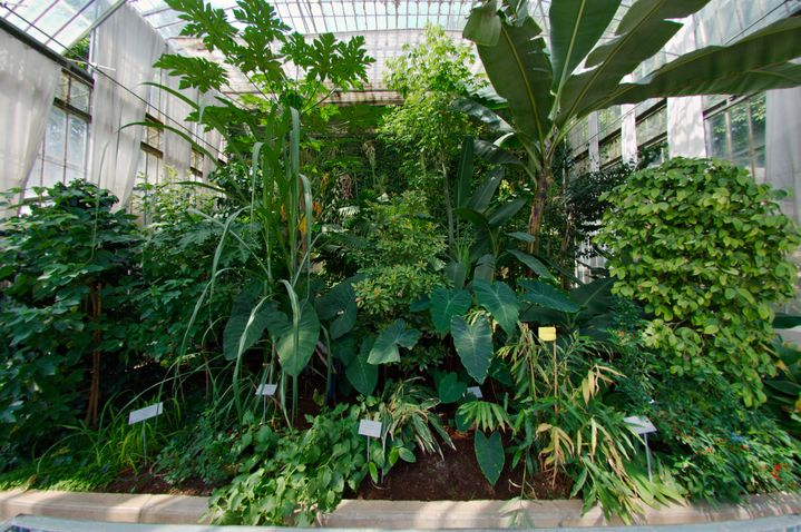 La grande serre du Jardin accueille de très nombreuses espèces tropicales.&nbsp; (ISABELLE MORAND / FREDERIC BISSON / RADIO FRANCE / FRANCE INFO)