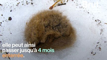 VIDEO. Comme les ours blancs, cette chauve-souris hiberne sous la neige (BRUT)