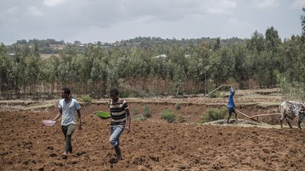 Semis en Ethiopie. Ce pays de 110 millions d'habitants est le premier émetteur de gaz à effet de serre agricole sur le continent devant le Nigéria. Dahir bar, Ethiopie. (EDUARDO SOTERAS / AFP)