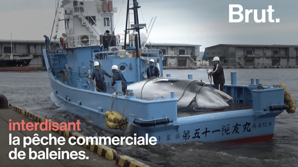 C'était le sommet de tous les dangers pour les baleines : celui de la Commission Baleinière Internationale, réunissant 83 pays à Florianopolis, au Brésil.