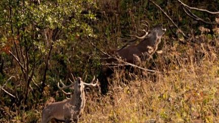 Le brame du cerf, pour séduire et attirer les biches, lance la saison de l'automne. Un spectacle de la nature auquel a pu assister une équipe de France Télévisions, grâce à un photographe haut-savoyard.&nbsp;&nbsp; (FRANCE 3)