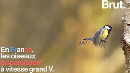 Les oiseaux se font de plus en plus rares en France mais pourquoi ?