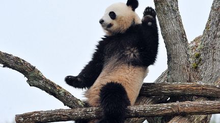 Huan-Huan, un des deux panda g&eacute;ant r&eacute;cemment arriv&eacute; de Chine au zoo de Beauval (Loir-et-Cher), le 18 f&eacute;vrier 2012. (ALAIN JOCARD / AFP)