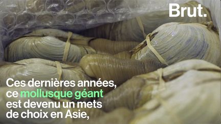 Ce mollusque géant et méconnu connaît un succès grandissant depuis quelques années auprès des consommateurs asiatiques.