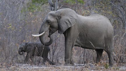 Deux éléphants dans le parc national de Hwange, au Zimbabwe, le 1er août 2015. (PHILIMON BULAWAYO / REUTERS)