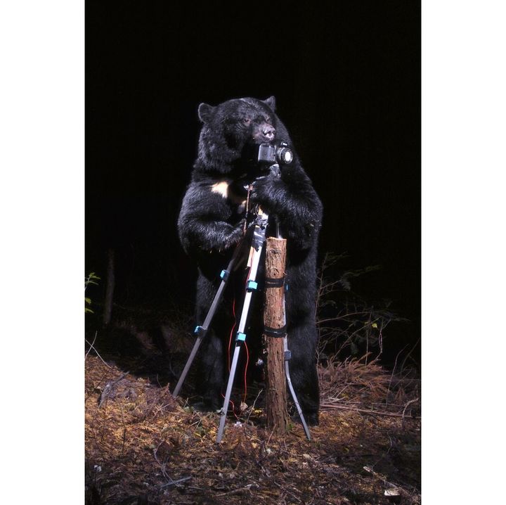 Manabu Miyazaki, A black bear plays with the camera, 2006, Collection de l’artiste 
 (Manabu Miyazaki)