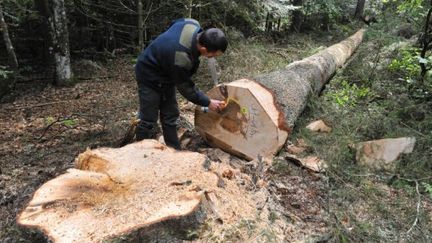 Agent de l'ONF au travail sur la commune de Besse-en-Chamdesse (Puy-de-Dôme) (AFP - THIERRY ZOCCOLAN)