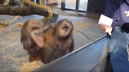 Un orang-outan du zoo de Barcelone (Espagne) éclate de rire après un tour de magie. (DAN ZALESKI / YOUTUBE)