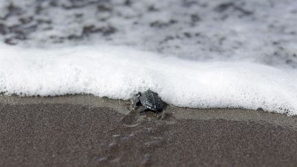 Une tortue sur la plage San Diego de La Libertad, au Salvador, le 3 octobre 2012. (ULISES RODRIGUEZ / REUTERS)