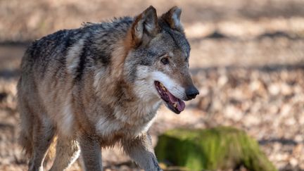 Loups : le gouvernement veut faire réduire la surpopulation