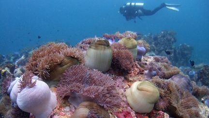 &nbsp; (Les coraux - ici en mer de Chine - sont particulièrement affectés par cette acidification des océans © REUTERS)