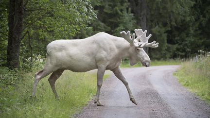 Suède : un élan entièrement blanc filmé en pleine baignade