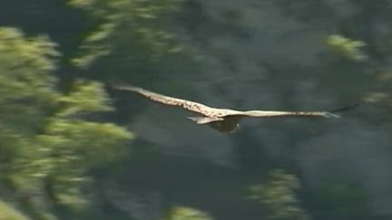 Espère emblématique des montagnes, le vautour fauve niche en vallée d'Ossau (Pyrénées-Atlantiques), où les gardes forestiers peuvent les suivre à la trace. France 3 est allée à leur rencontre. (FRANCE 3)