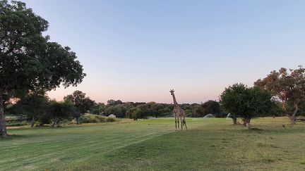 Entre deux frappes de balles, on peut rencontrer girafes et éléphants qui traversent parfois le terrain. Mais la surpopulation de pachydermes est devenue au fil des décennies un véritable problème pour le parc.&nbsp; &nbsp; &nbsp; &nbsp; (JEAN ROSSOUW/ MAGNUS NEWS/SIPA)