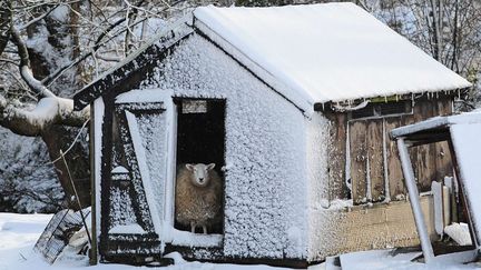 Un mouton s'abrite de la neige et du froid &agrave; Penistone (Royaume-Uni), le 5 f&eacute;vrier 2013. (ANNA GOWTHORPE / AP / SIPA)