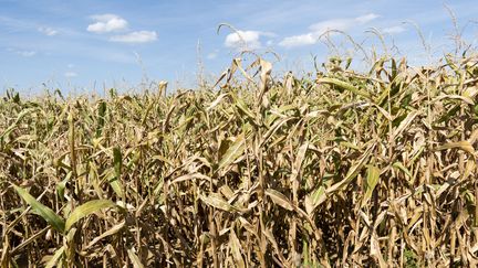 Des terres agricoles victimes de la sécheresse, le 4 septembre 2022 à&nbsp;Jouy-en-Josas (Yvelines). (MAGALI COHEN / HANS LUCAS / AFP)