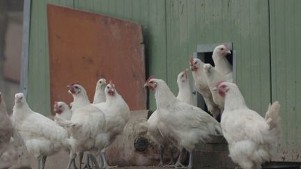 En France, la viande de poulet commence à manquer dans les boucheries, qui ont de plus en plus de mal à s'approvisionner.&nbsp;15 millions de volailles ont été abattues en six mois à cause de&nbsp;l'épidémie de&nbsp;grippe aviaire. (CAPTURE ECRAN FRANCE 2)