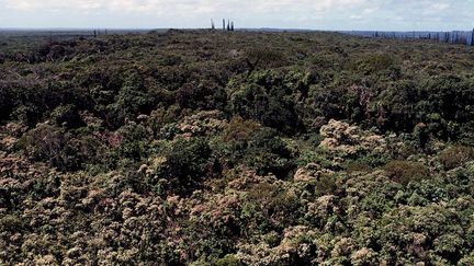 La dense forêt calédonienne reste sous surveillance avec les fortes chaleurs, la sécheresse depuis mai dernier et le retour de l'alizé. (DE AGOSTINI / GETTY IMAGES)