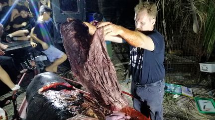 Darrell Blatchley, directeur du&nbsp;D'Bone Collector Museum, inspecte une baleine morte sur une plage d'Indonésie avec 40 kg de plastique dans l'estomac, le 16 mars 2019. (AFP)