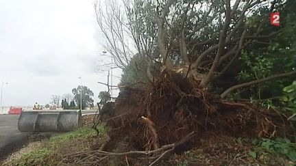 Un arbre couch&eacute; par les vents violents, en Haute-Corse, le 5 mars 2015. (FRANCE 2)