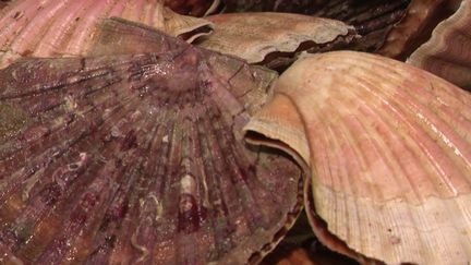 Manche : ruée sur les premières coquilles Saint-Jacques à Granville (CAPTURE D'ÉCRAN FRANCE 3)