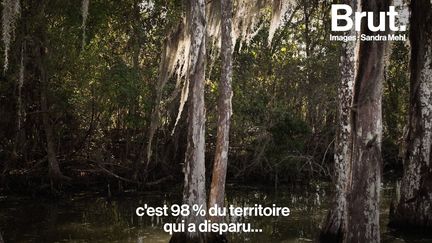 Elle a rencontré les derniers habitants de l'Isle de Jean Charles, en Louisiane, qui disparaît peu à peu sous les eaux. La photographe Sandra Mehl raconte ce qu'elle a vu.