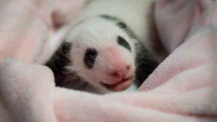 Mini Yuan Zi, le 28 août 2017, dans son incubateur du zoo de Beauval. (GUILLAUME SOUVANT / AFP)