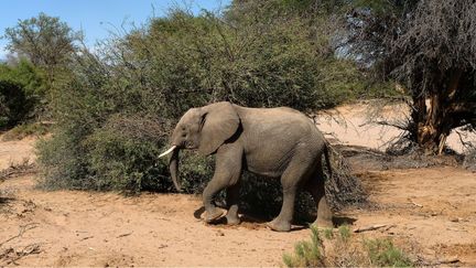 Un éléphant est observé près de&nbsp;Twyfelfontein, en Namibie, le 24 novembre 2019. (OLIVER BERG / DPA PICTURE-ALLIANCE / AFP)