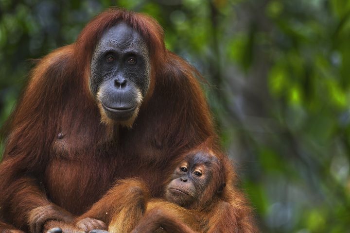 Une femelle orang-outan, dans le parc national&nbsp;Gunung Leuser de Sumatra (Indonésie). (FIONA ROGERS / AFP)