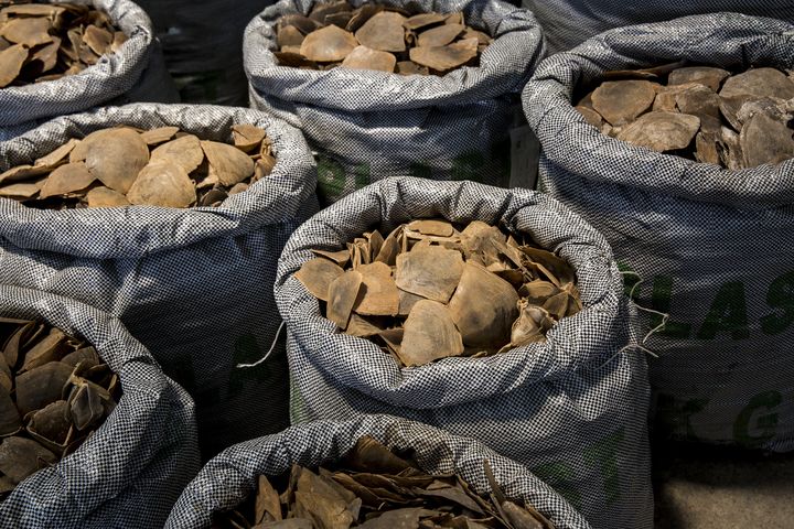 Ecailles de pangolin saisies par&nbsp;les autorités de Hong Kong et montrées à la presse, le 5 septembre 2018. (ISAAC LAWRENCE / AFP)