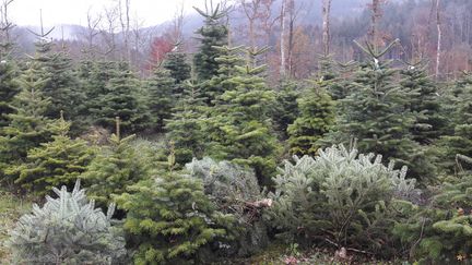 Plantation de sapins de Noël à Sainte-Marguerite, dans les Vosges. Un arbre païen chanté à diverses sauces. (HERVÉ TOUTAIN / FRANCE-BLEU SUD LORRAINE)