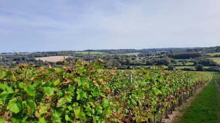 Rows of vines in the sunny hills of Kent, south-east England.  (RICHARD PLACE / RADIO FRANCE)