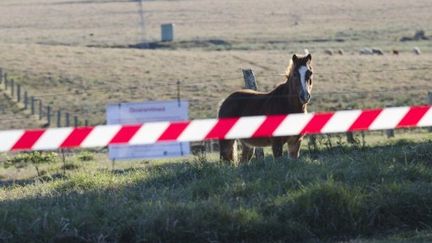 Cheval en quarantaine en Australie suite à une épidémie de virus Hendra transmis par les chauve-souris (AFP PHOTO / John Wilson)