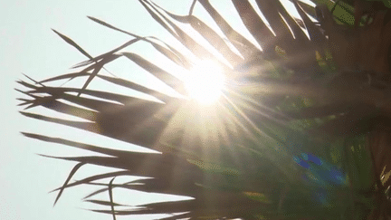 Canicule : les fortes chaleurs mettent les corps à rude épreuve (FRANCE 2)