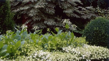 Nicotiana silvestris, le tabac sylvestre (LAMONTAGNE / PHOTOLIBRARY RM)