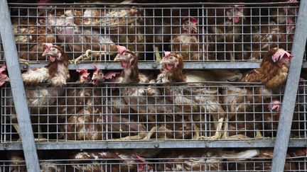 Des poulets d'élevage en transit dans un camion entre la France et l'Italie, dans les Hautes-Alpes, le 4 août 2021. (JEAN-BAPTISTE STROBEL / BIOSPHOTO / AFP)