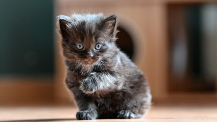 Une photo d'un chaton à Morlaix (Finistère), le 28 juin 2022. (MAXPPP)