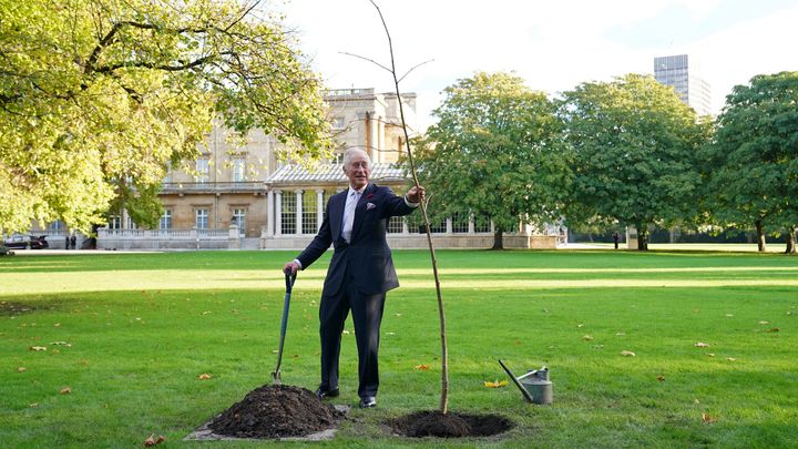 Le roi Charles III plante un tilleul dans le jardin du palais de Buckingham après une réception en amont de la COP27, le 4 novembre 2022 à Londres (Royaume-Uni). (JONATHAN BRADY / POOL / AFP)